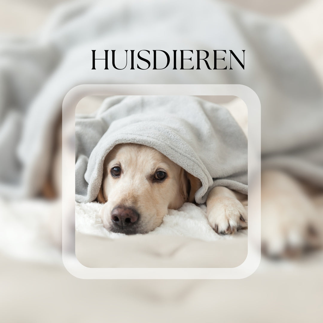 Huisdieren
